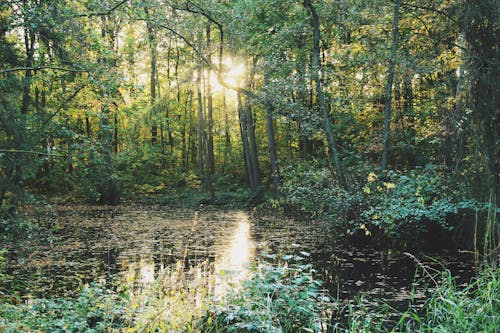 Plan D'eau Entouré D'arbres