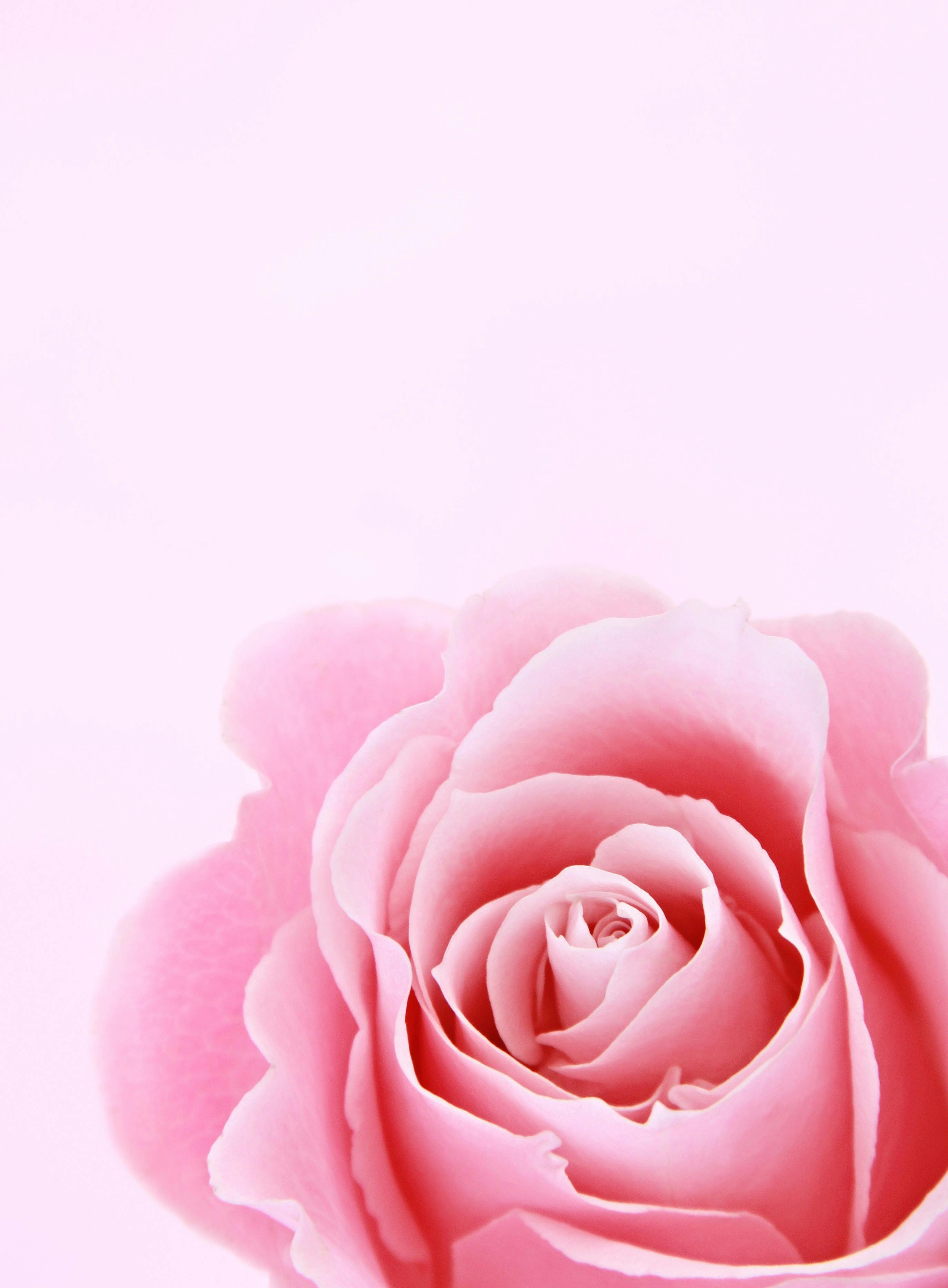 Beautiful Closeup of Pink Flower Wallpaper Pink Flower Background Pink  Background Wallpaper Stock Image  Image of green card 147977227
