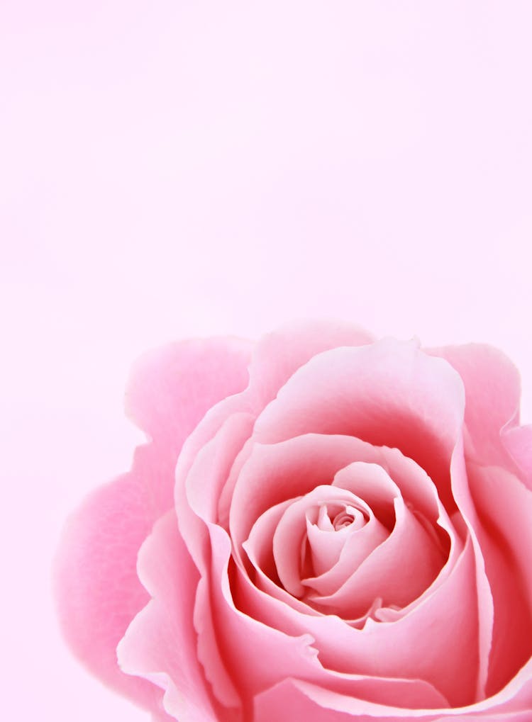 Pink Rose Closeup Photography