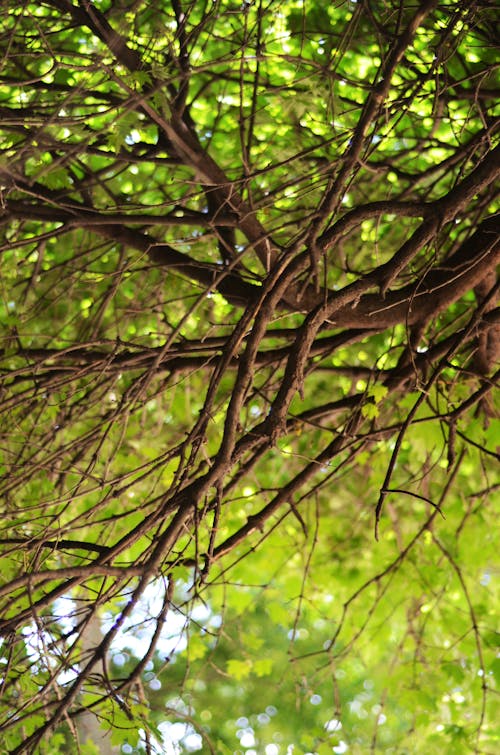 Бесплатное стоковое фото с безлистные, вертикальный выстрел, ветви деревьев