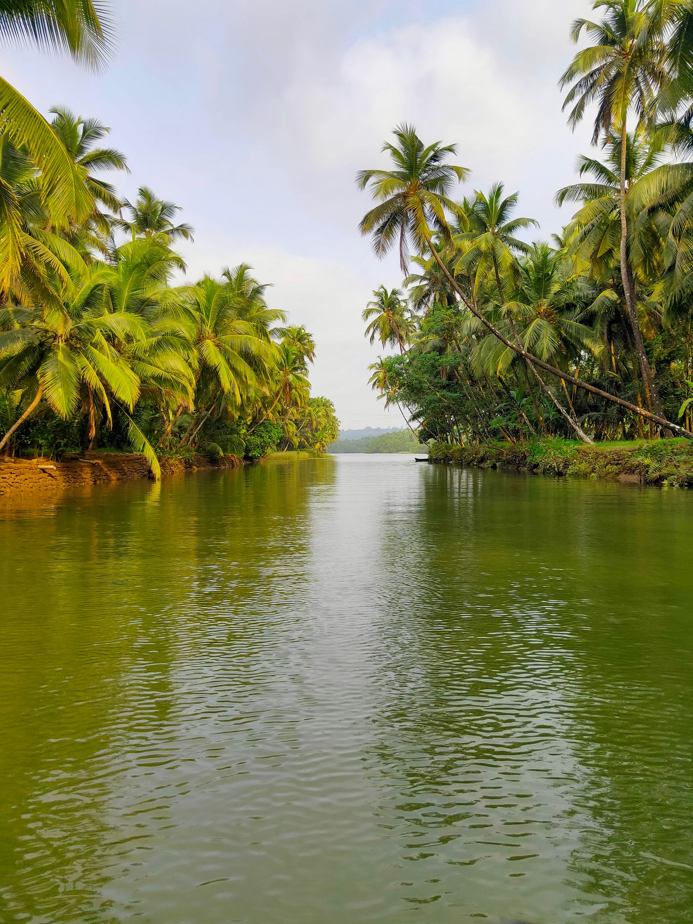 Green backwater channel closed in by coconut palms — Kollam, representative image