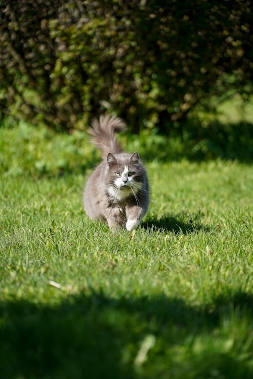 Free Gray and White Cat Walking on Green Grass Field Stock Photo