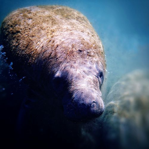 Free A serene underwater view of a manatee swimming in the clear waters of Florida. Stock Photo