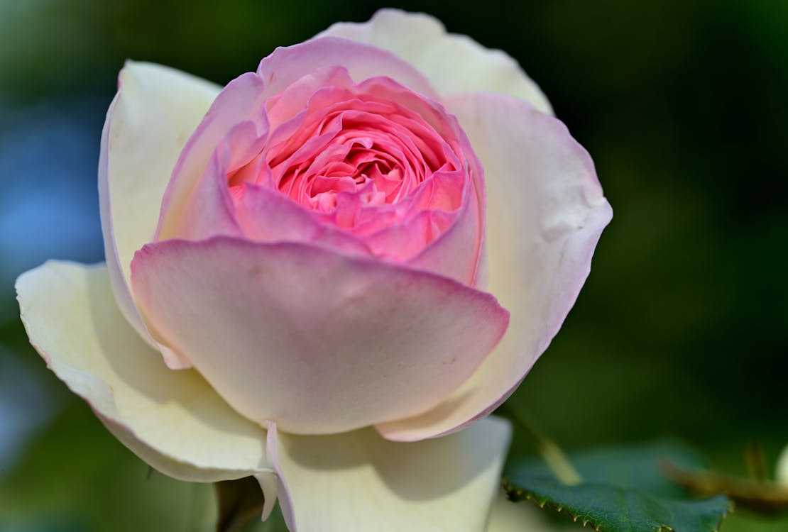 A Rose In Bloom Free Stock Photo a-rose-in-bloom-free-stock-photo
