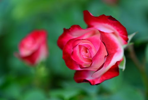 Close-Up Shot of a Red Rose in Bloom