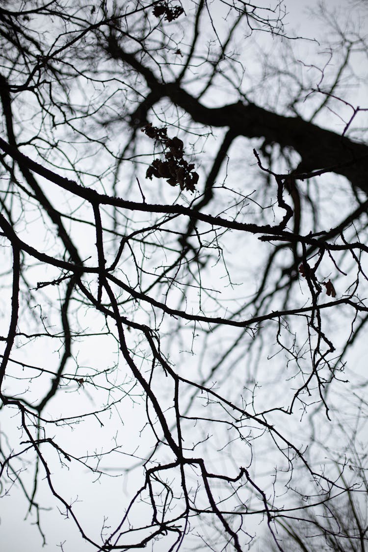 Branches Of A Tree In Winter