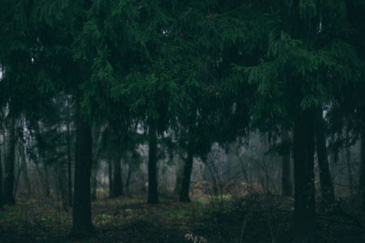 A moody photo of a dense forest with misty atmospheric conditions.