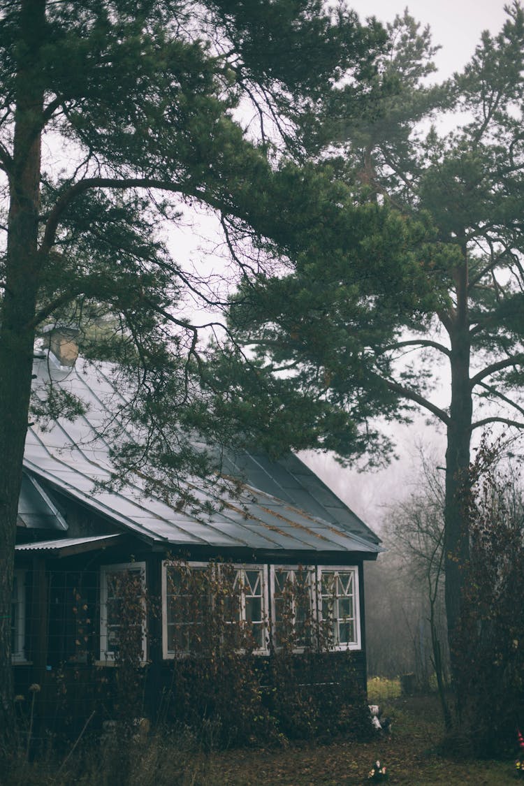 Cabin In Foggy Woods