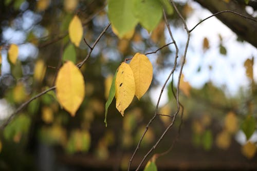 Photos gratuites de arrière-plan flou, feuilles jaunes, mise au point peu profonde