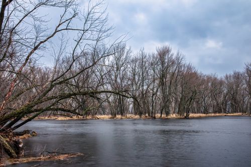 Free Tranquil scene of bare trees along a river in winter in Nelson, WI. Stock Photo