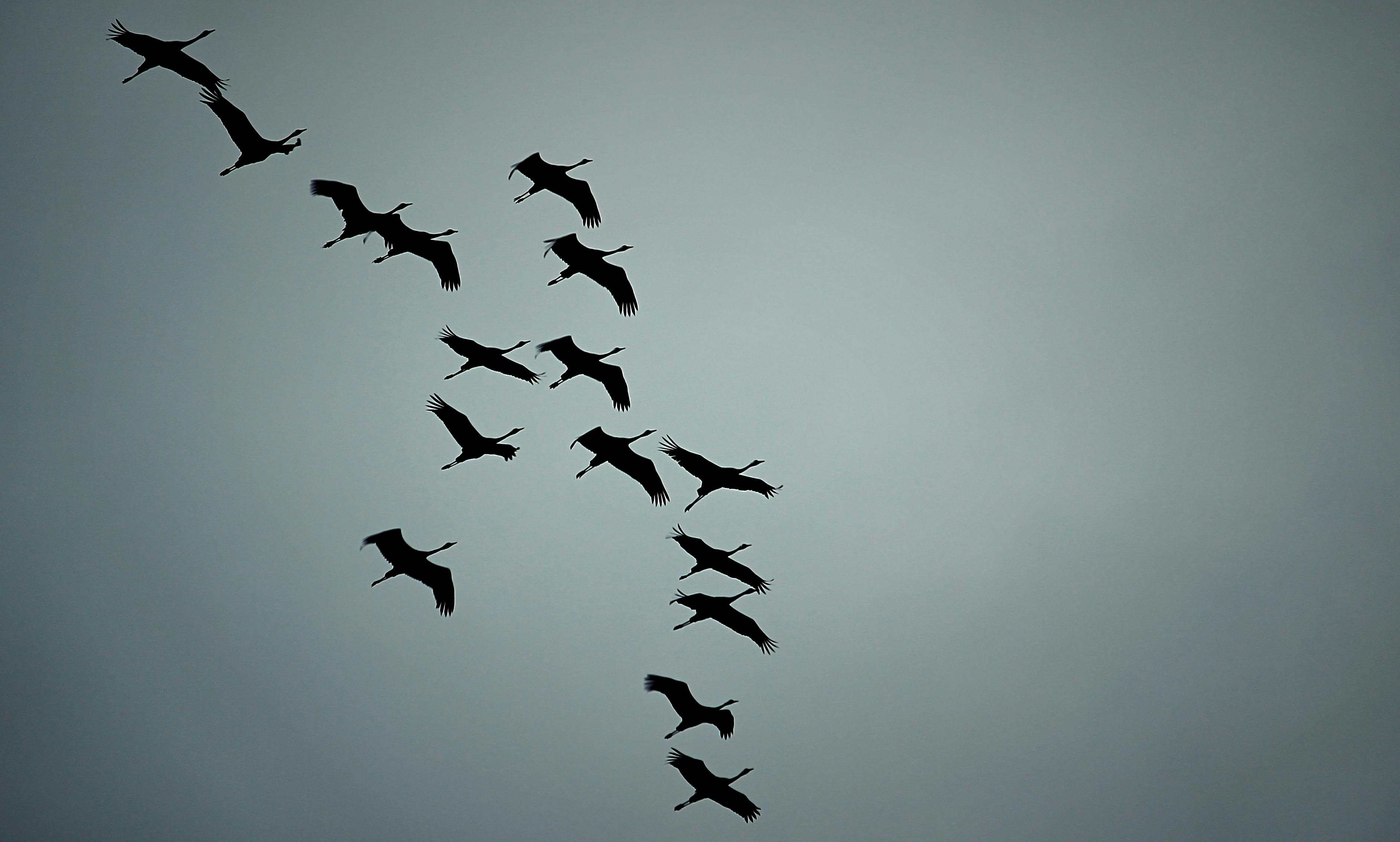 Free Stock Photo Of Crane Bird Crane Fly Cranes