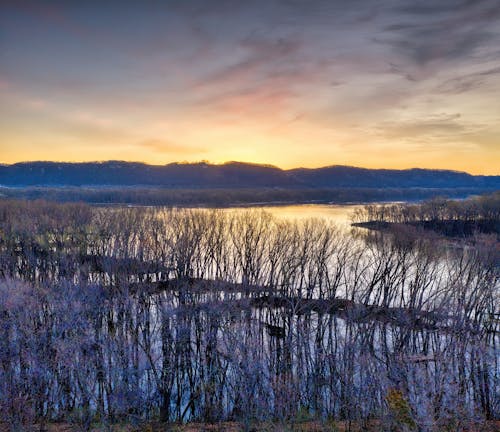 Leafless Trees beside the River during Sunset