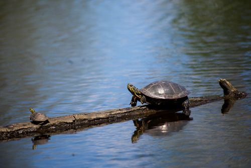 Free Two turtles basking in the sun on a log in a calm lake, capturing nature's tranquility. Stock Photo