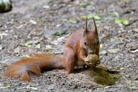 Squirrel digging a walnut from the forest floor
