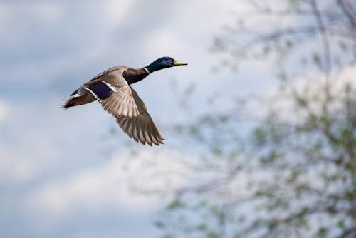 Close-Up Shot of a Duck Flying 