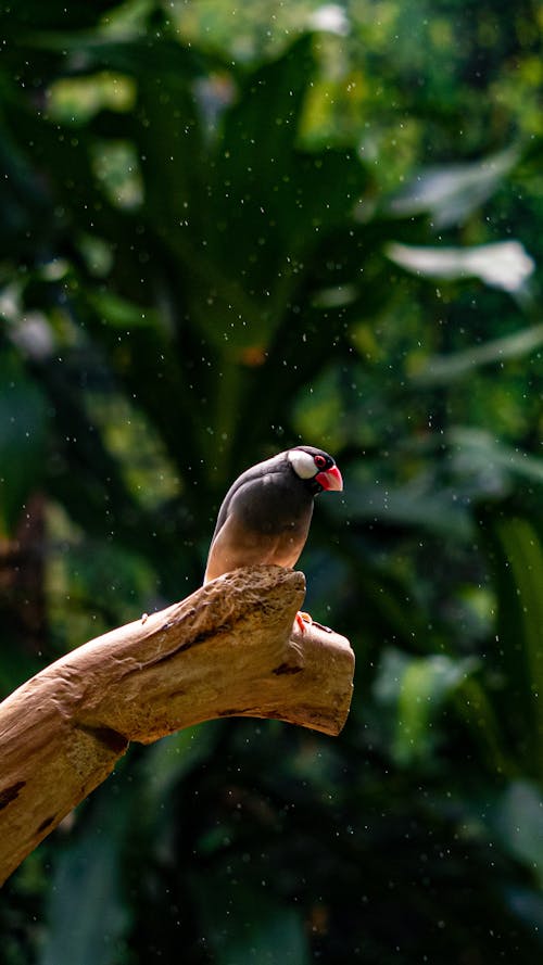 Free Close up of a Bird Perching on a Branch Stock Photo