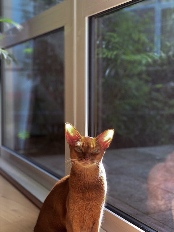 Free Brown Cat Sitting Beside the Glass Window Stock Photo