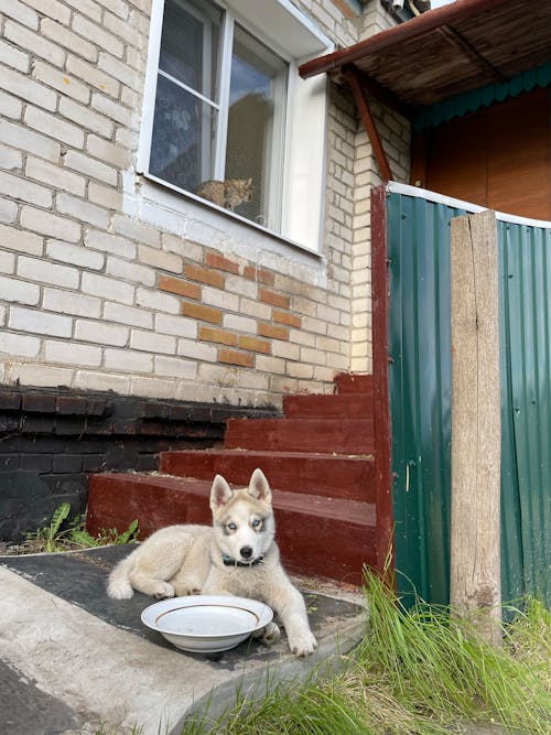 White and Brown Dog Lying on Concrete Floor