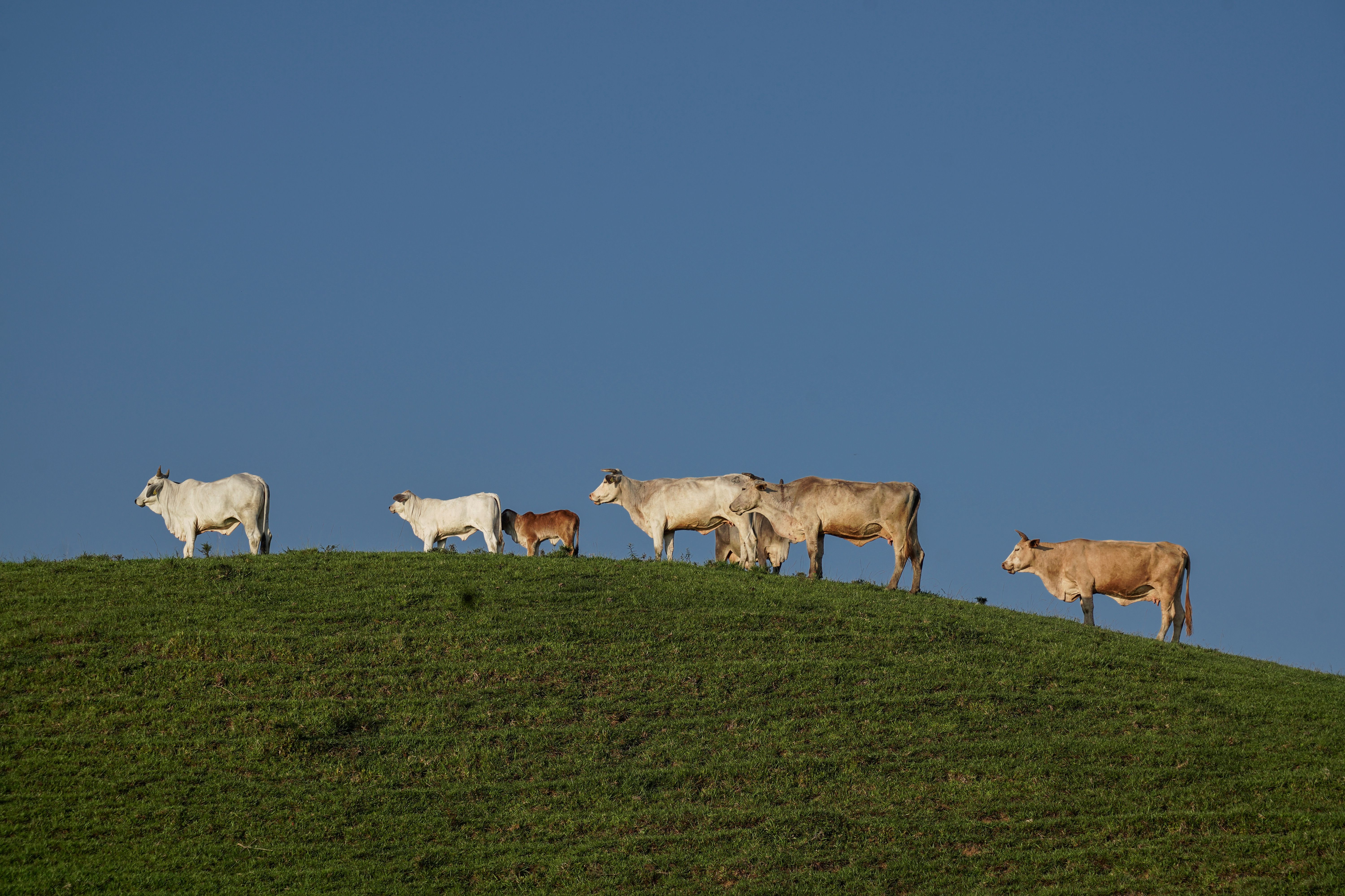Herd of Cows on a Grassy Field · Free Stock Photo