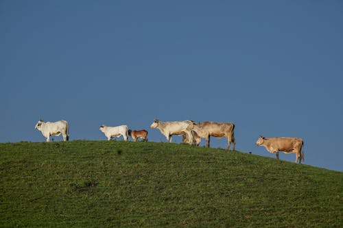 Herd of Cows on a Grassy Field