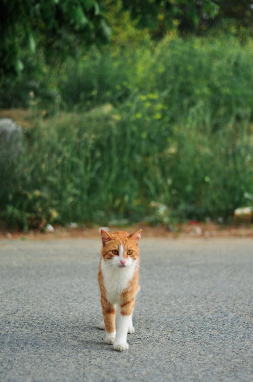 An Orange Tabby Cat on the Road
