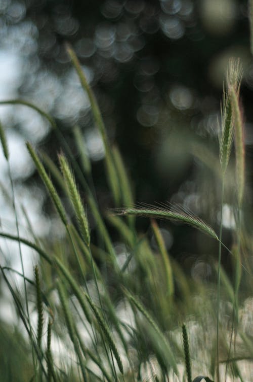 Δωρεάν στοκ φωτογραφιών με bokeh, βάθος πεδίου, γκρο πλαν