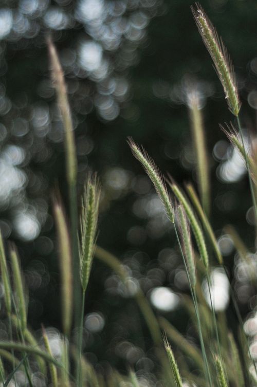 Free Close-up of wheat blades against a gentle bokeh backdrop, highlighting natural beauty. Stock Photo