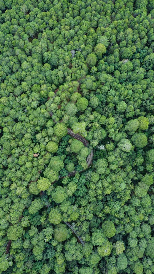 Photos gratuites de arbres, photo avec un drone, photographie aérienne