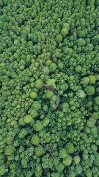 A captivating aerial view of a lush, dense green forest canopy showcasing natural beauty and wilderness.