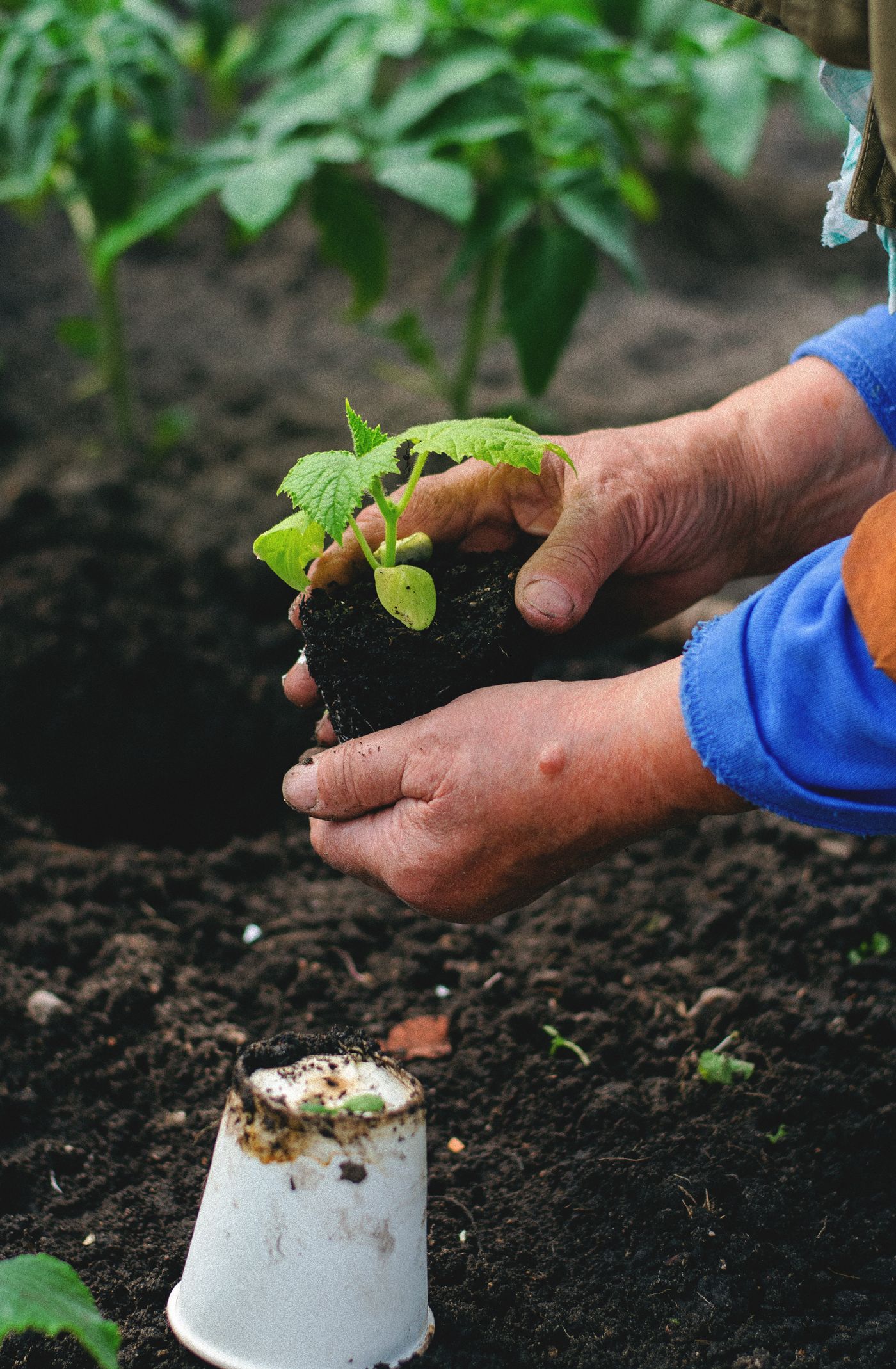 Illustrative stock photograph: Hands planting a small seedling in fertile soil