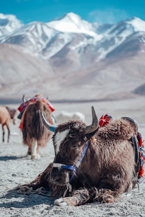 Photo of a Resting Bull