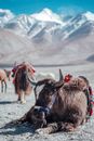 Bulls Images