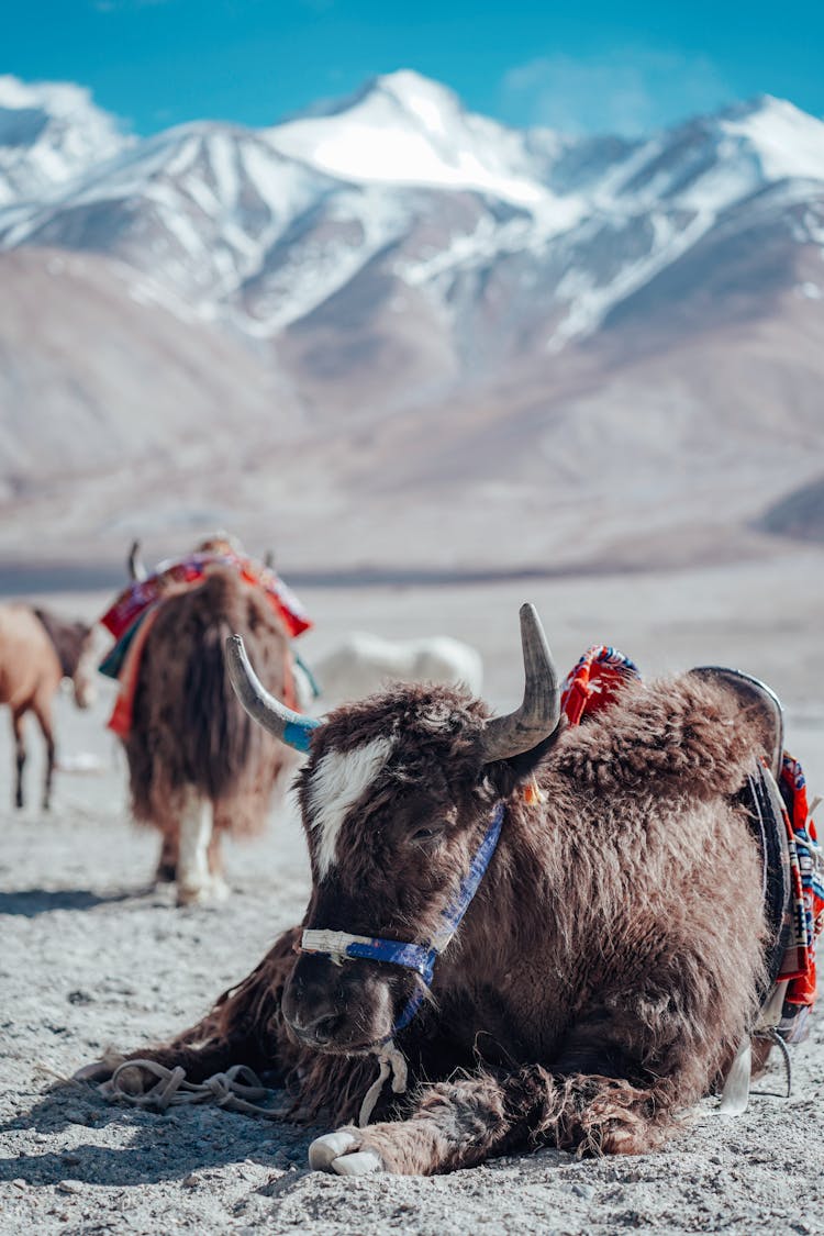 Photo Of A Resting Bull