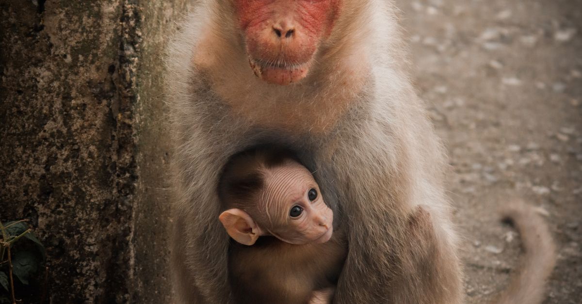 Portrait of Monkey with Offspring · Free Stock Photo