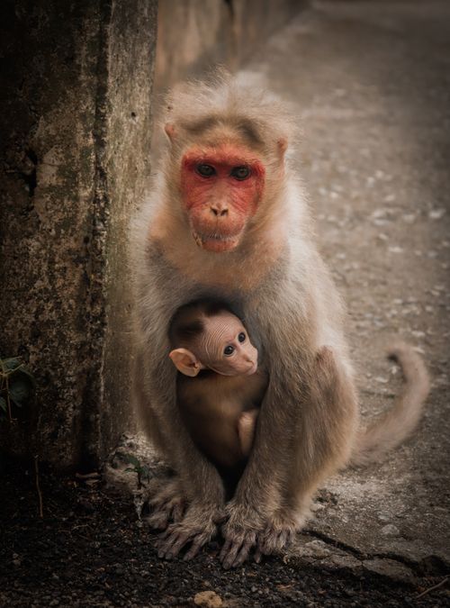 Free Captivating portrait of a macaque mother and her baby in their natural habitat. Stock Photo