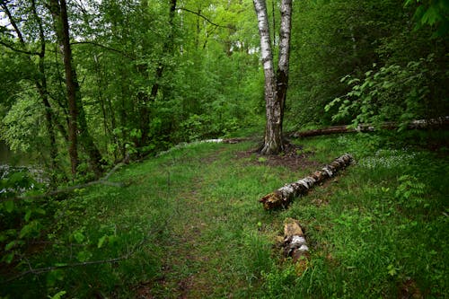 bezplatná Základová fotografie zdarma na téma les, příroda, prostředí Základová fotografie