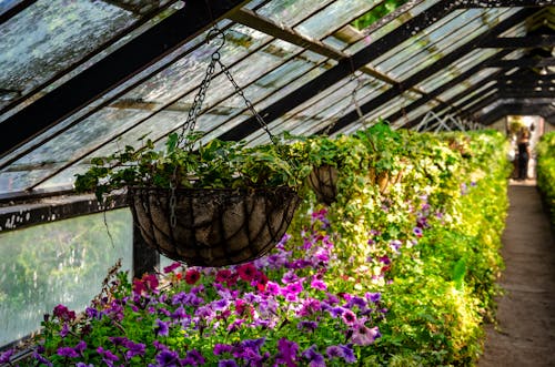 Plants Growing in Greenhouse