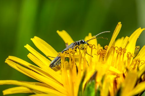 Безкоштовне стокове фото на тему «Beetle, oedemera nobilis, Вибірковий фокус»