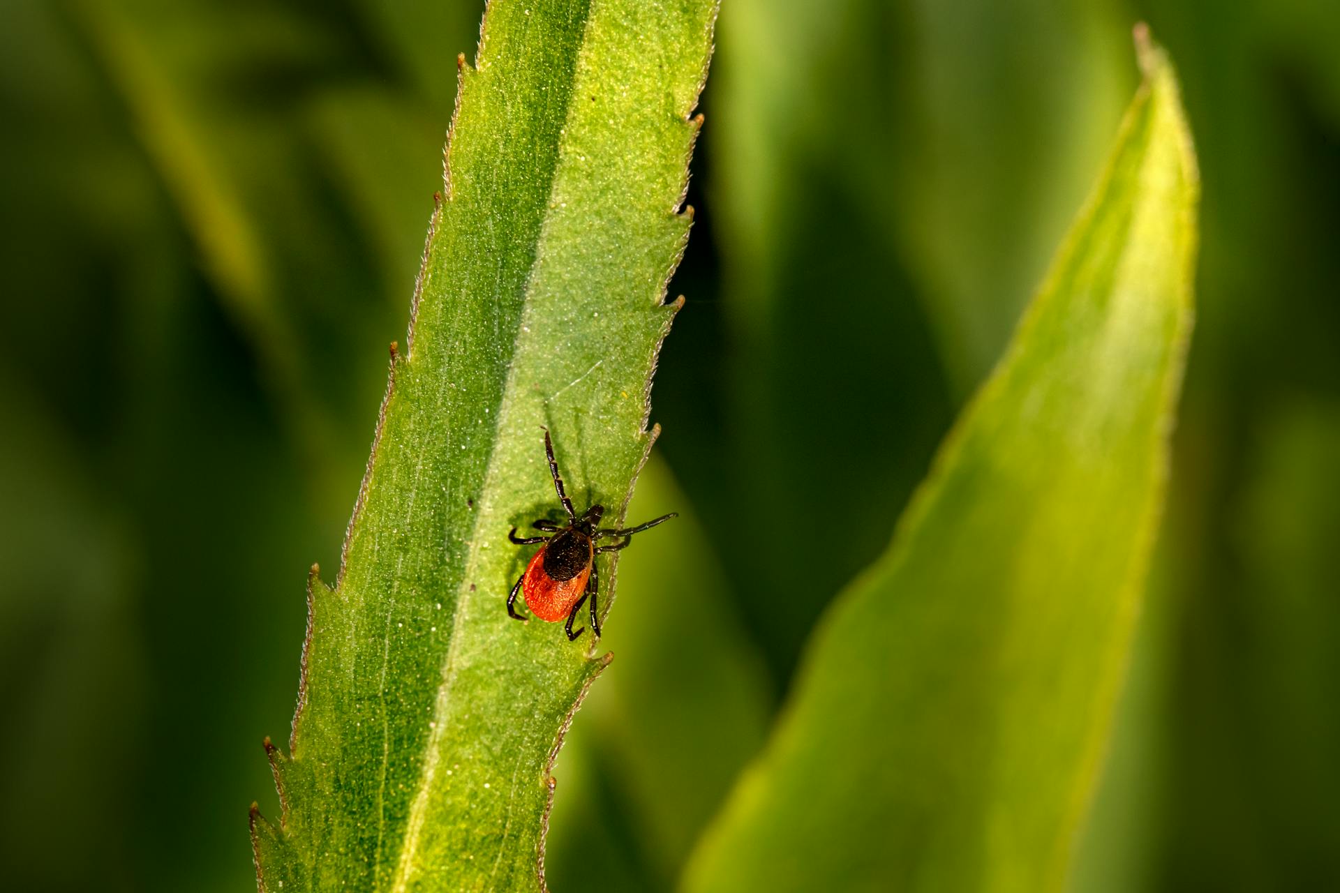 Close Up Photo of Tick on Green Leaf