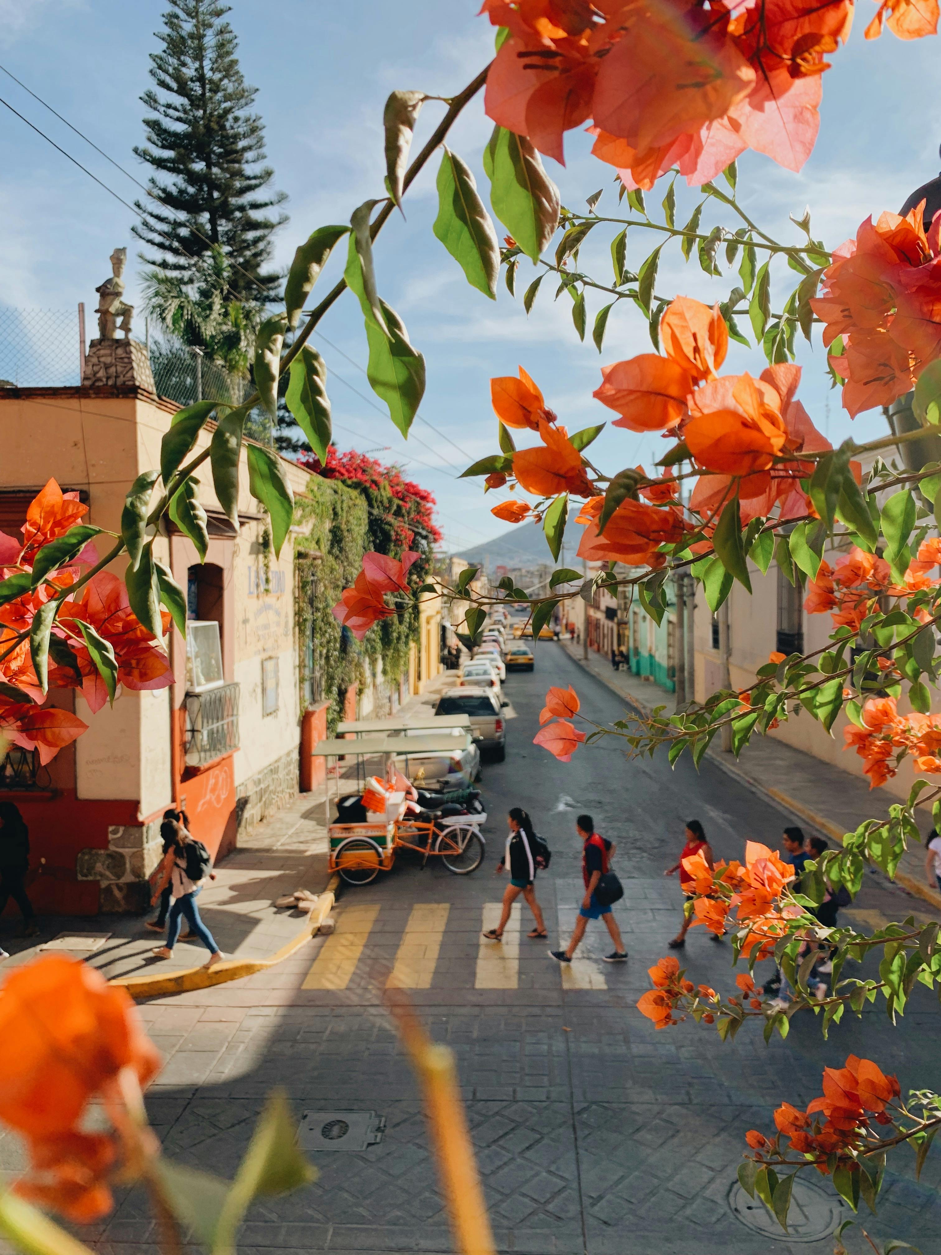 A lively Mexican street scene framed by vibrant orange bougainvilleas with pedestrians crossing.