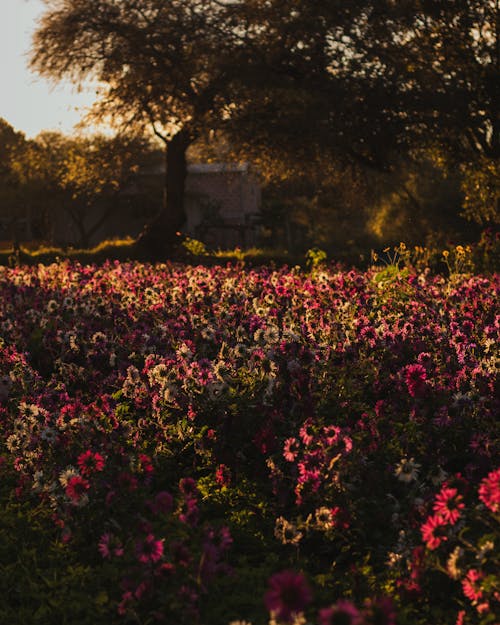 Immagine gratuita di bocciolo, campo di fiori, fiore