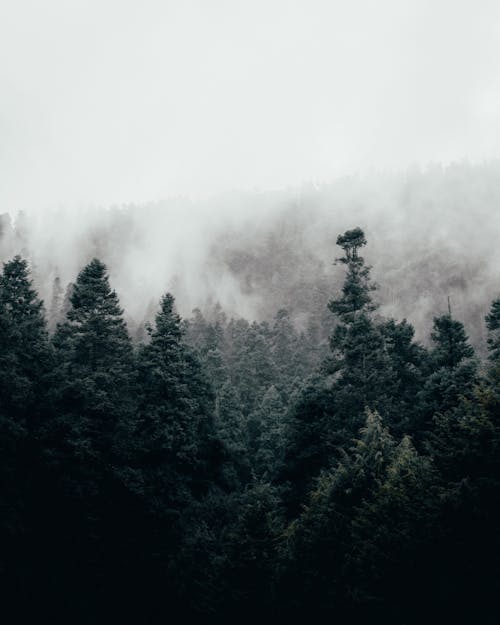 Immagine gratuita di alberi verdi, foresta, natura