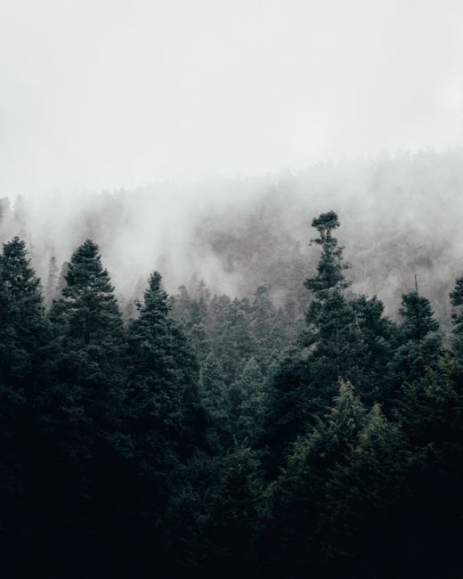 Serene foggy forest scene captured in Ciudad de México showcasing lush green pines.