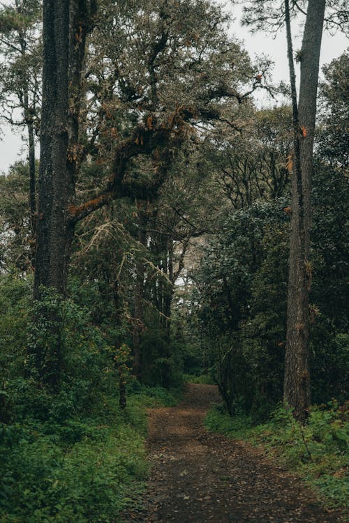 Dirt Road in Between Green Trees