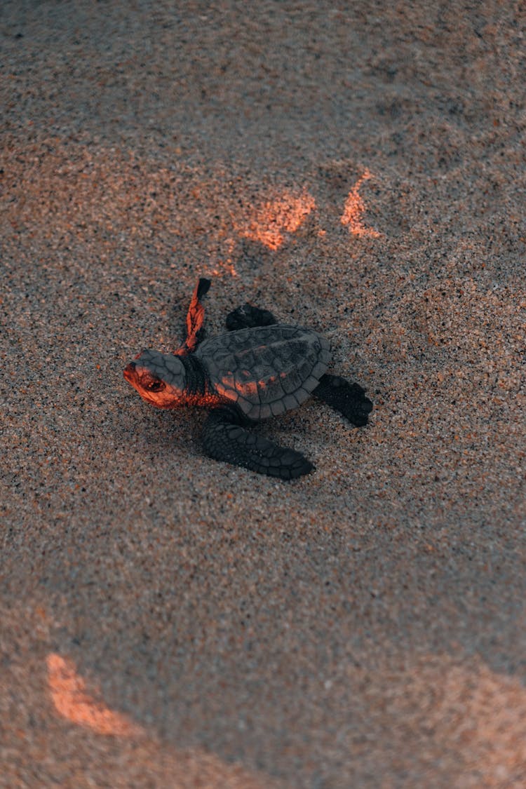 Turtle On Sand