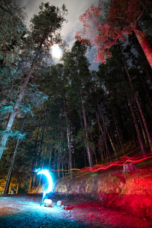 Long Exposure Photo of Lights in Dark Forest