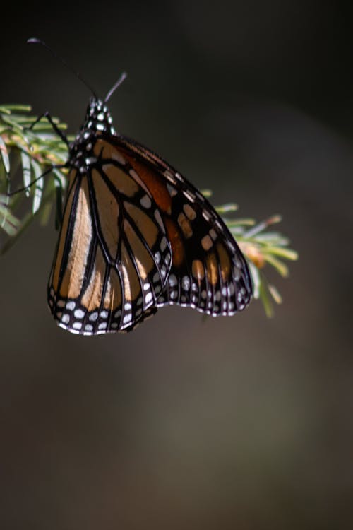 Mariposa V