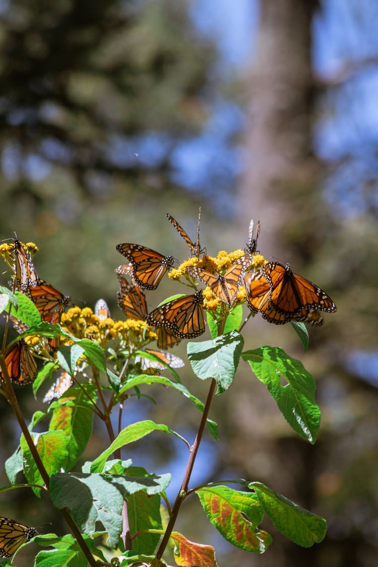 Monarch Butterflies On A Flower