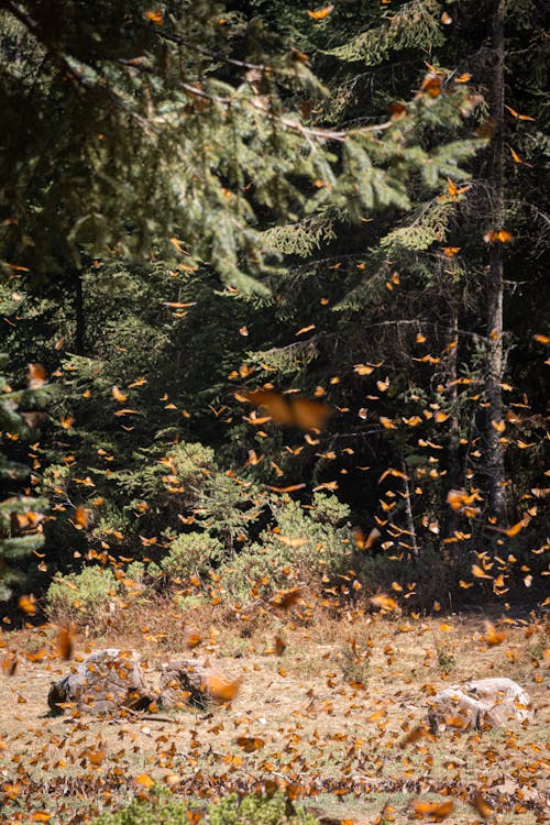 Photo of Falling Leaves 