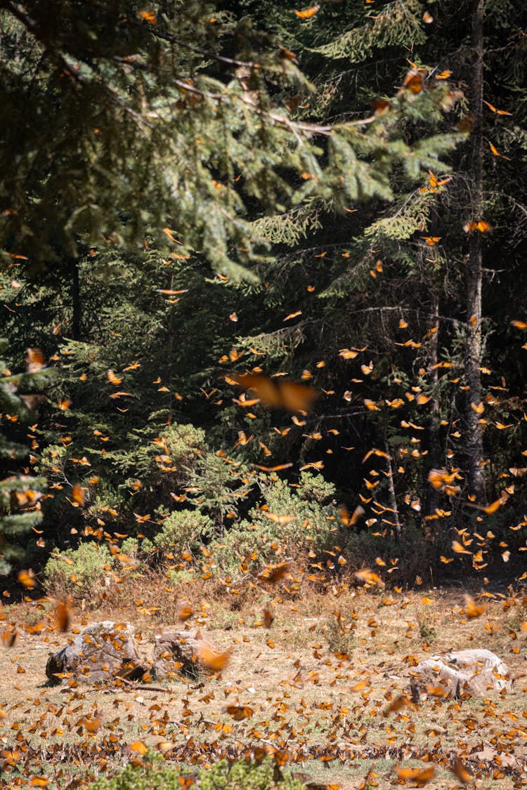 Photo Of Falling Leaves 